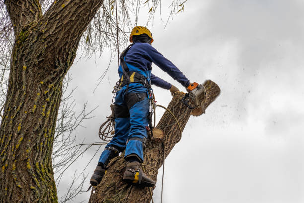 The Steps Involved in Our Tree Care Process in Fort Mill, SC